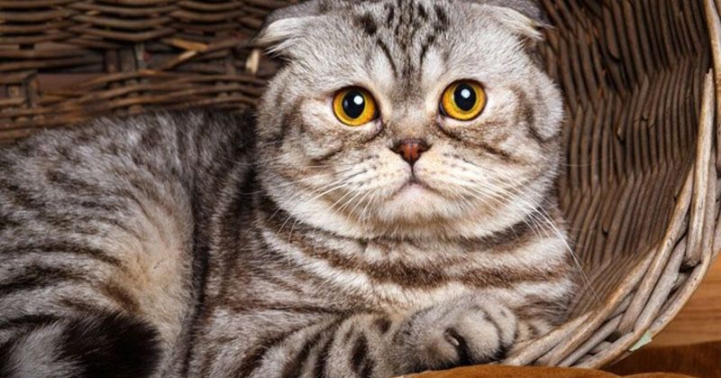 Scottish Fold