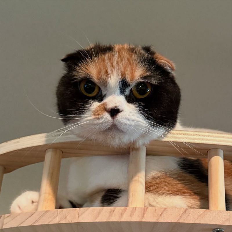 Scottish Fold Calico
