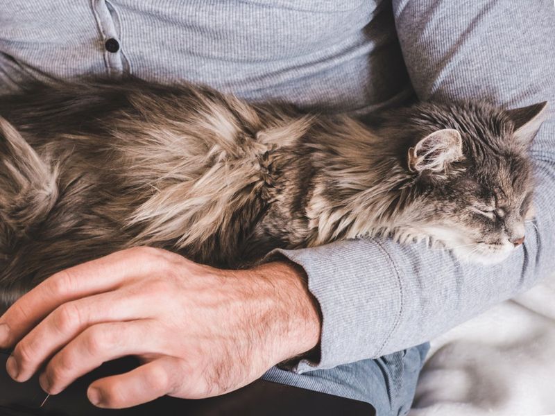 Maine Coon: Gentle Giants With Perceptive Hearts