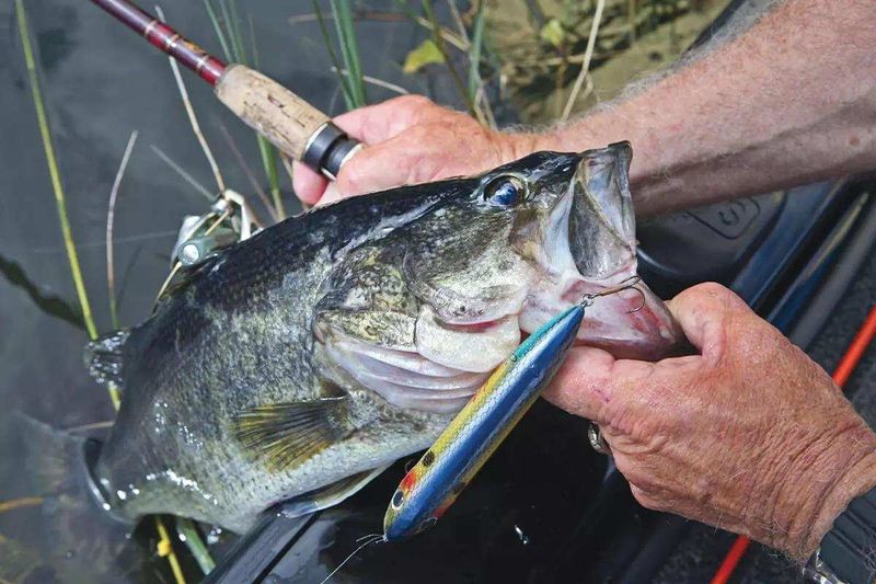 Bass Won't Hit Topwater In Bright Sunlight