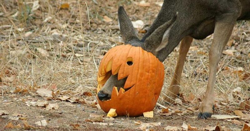 Seasonal Decoration Curiosity