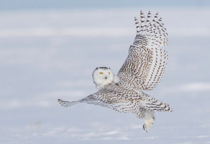 Arctic Messengers Disappearing