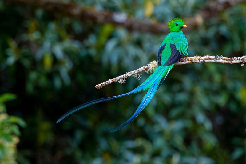 Nature's Crown Jewel: Resplendent Quetzal