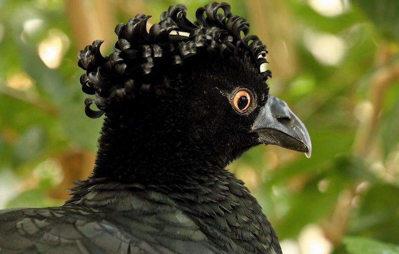 Prehistoric Punk: The Great Curassow