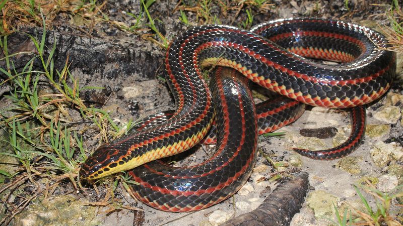 Why Are Rainbow Snakes So Rarely Spotted?