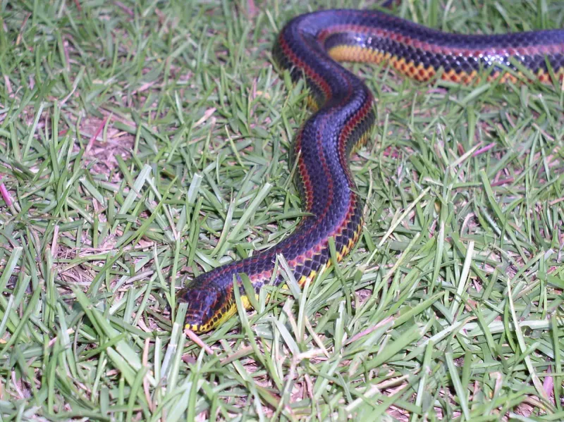 How Rainbow Snakes Lay Their Eggs