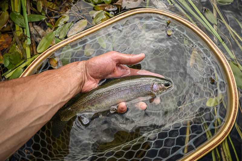 Why Humane Fishing Practices Are Needed