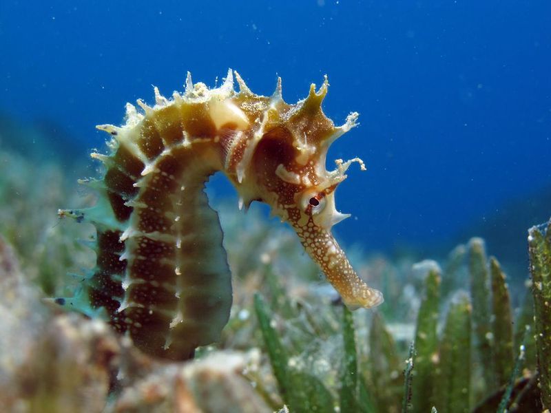 Seahorses