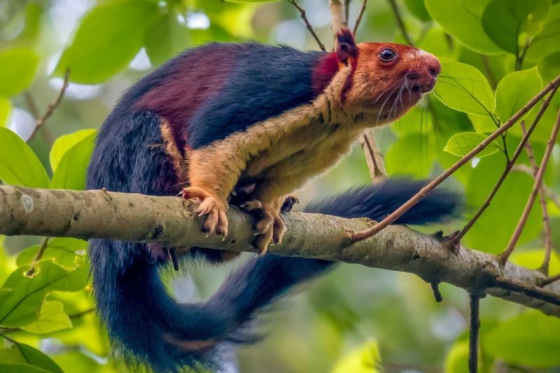 Giants Among Squirrels
