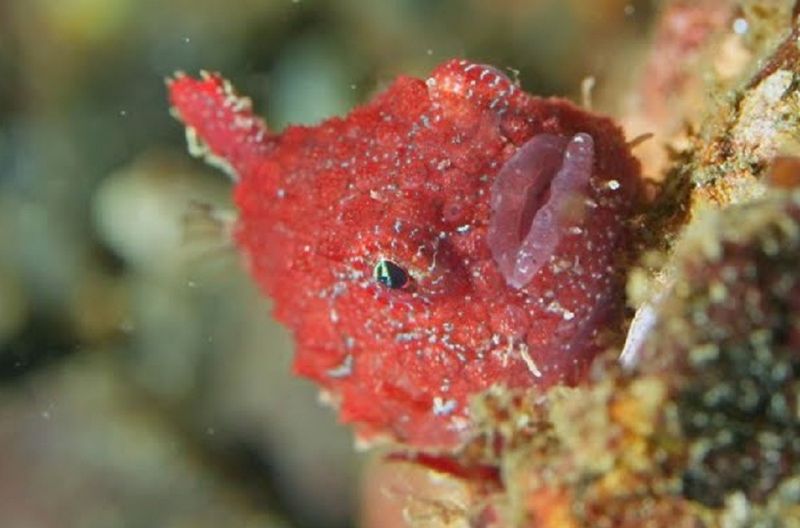 Devoted Dads Of The Deep