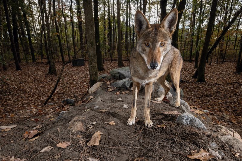Forest Phantom: Eastern Timber Wolf