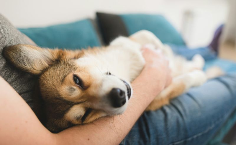 Cuddles After Meals