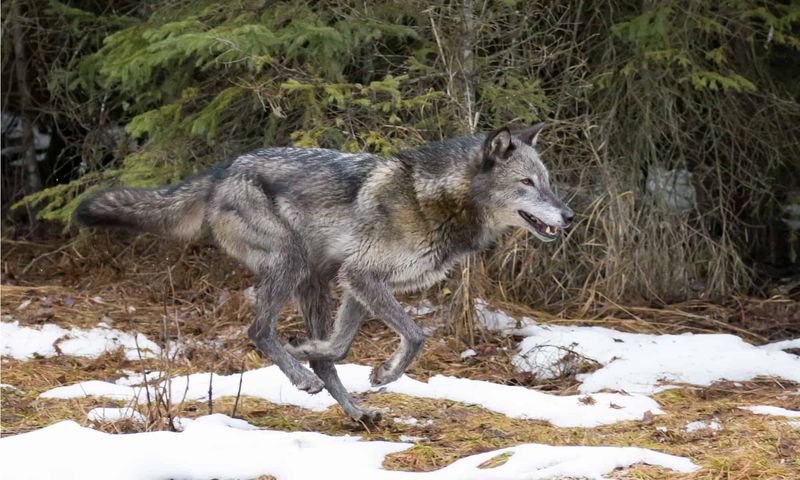 Wolves Can Travel Long Distances