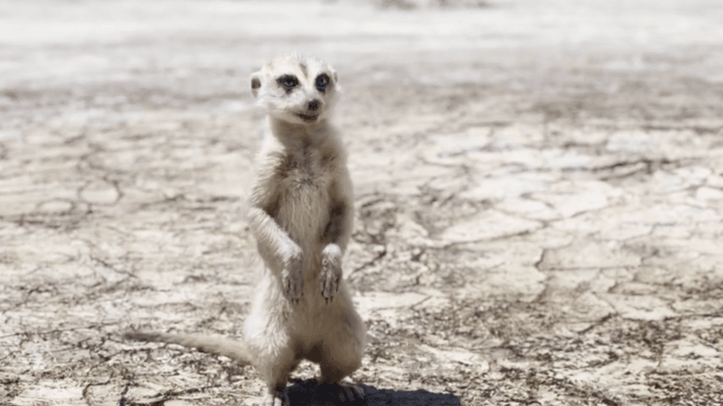Timon's Desert Dweller