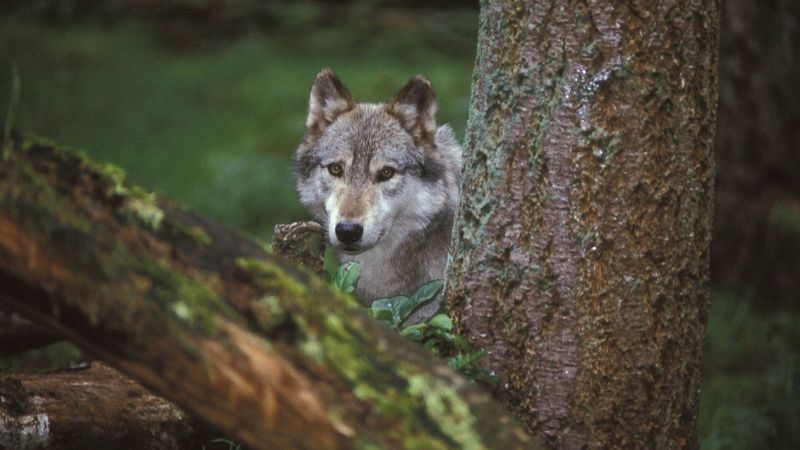 Wildlife Protection Laws Clash With Rural Needs