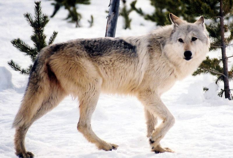 The Debate Over Wolf Management