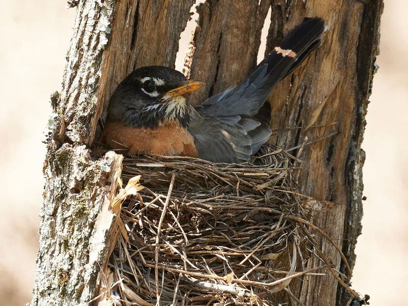 Nest Interior Design