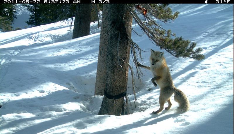 Mysterious Mountain Dweller