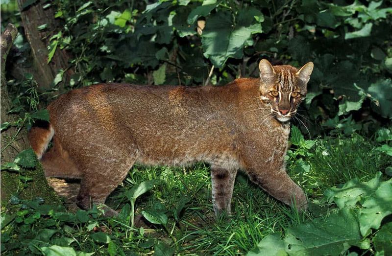 Meet The Elusive Asiatic Golden Cat: A True Jungle Phantom