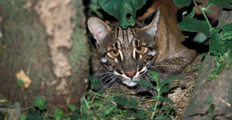 Rare Asiatic Golden Cat Spotted Again In Manas National Park