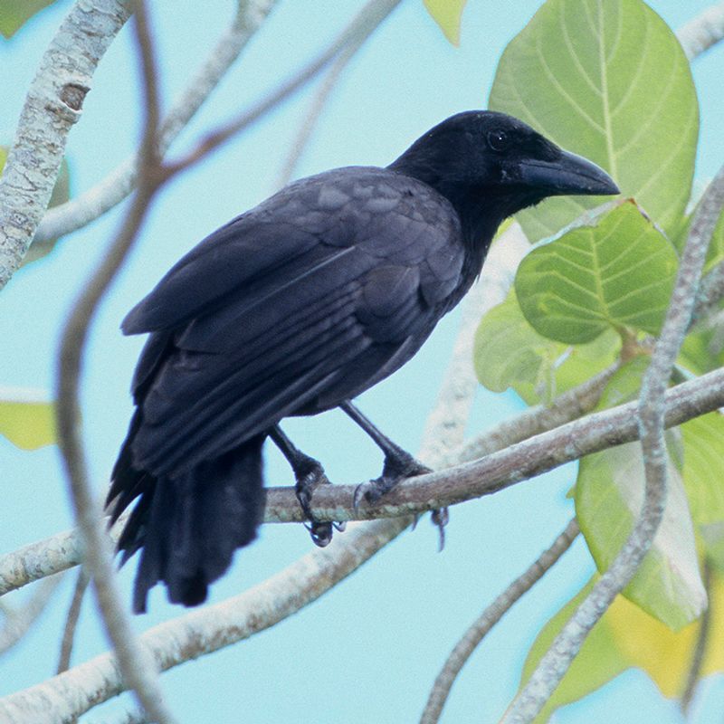 The Mariana Crow Was Almost Erased By A Snake
