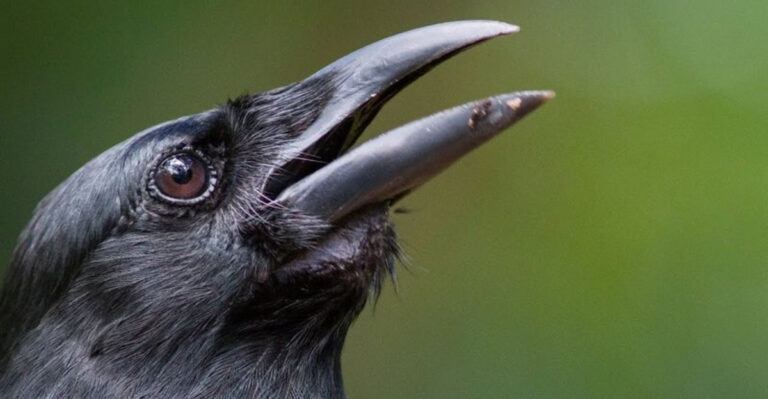 Rare Bird Makes Remarkable Recovery After Snake Invasion Nearly Caused Extinction