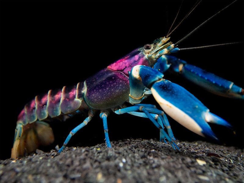 What Makes Rare Crawfish Lobsters So Unique