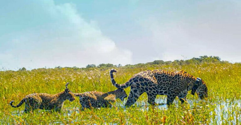 Rare Jaguar Cubs Birth Is Giving Conservationists Hope