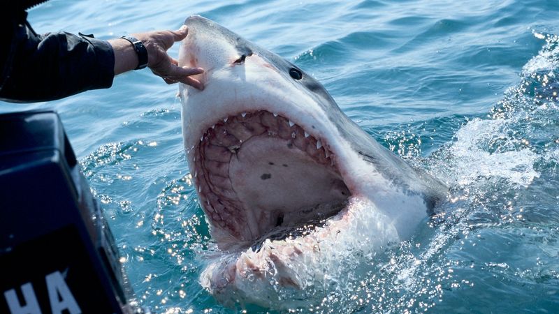 Historic Significance For Marine Research