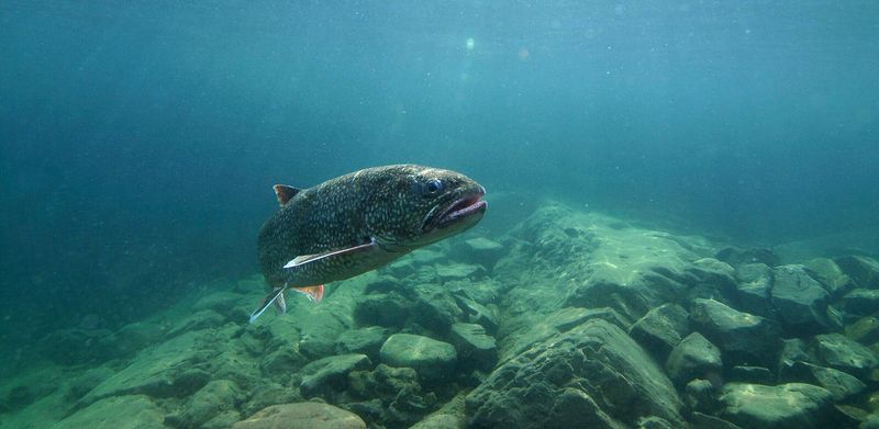 Lake Trout's Long Lifespan