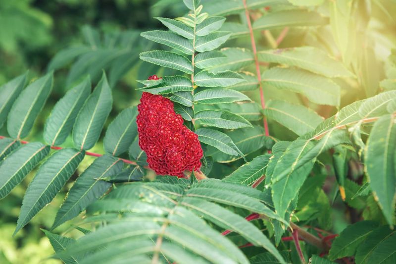 Sumac Berries