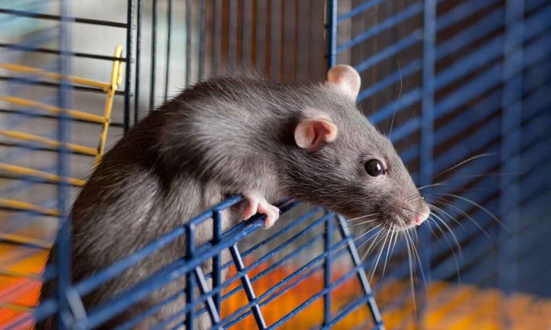 Wild vs. Pet Rat Lifespans