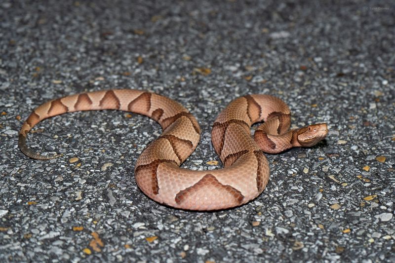 Copperhead