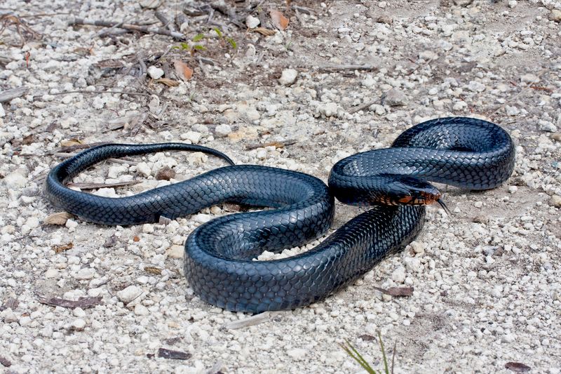 Indigo Snake: The Breath-Holder