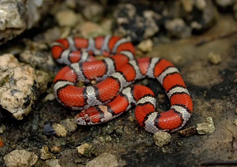 Milk Snake