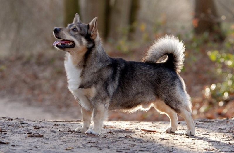Swedish Vallhund