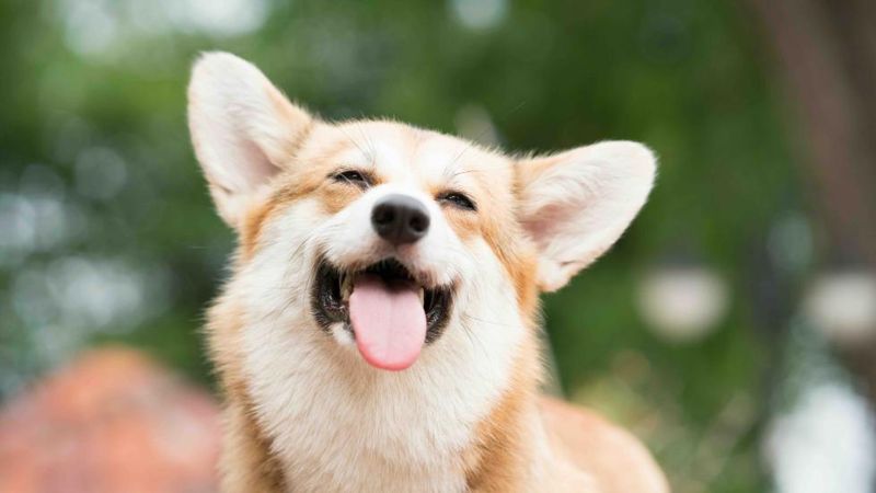 Dogs Have A Play Pant