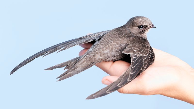 Birds: How Much Can They Fly Without Tail Feathers?