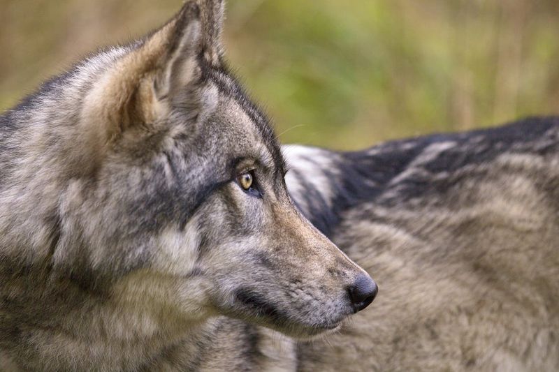 Wolves: The Original Human Allies