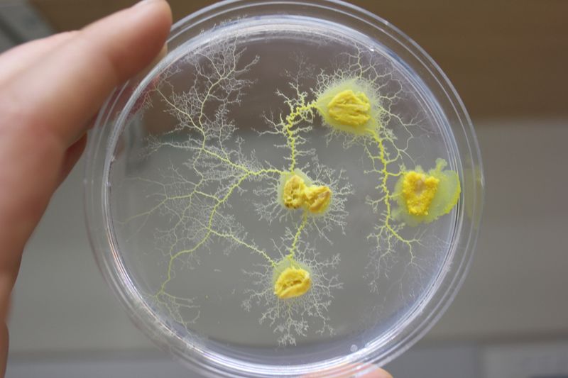 Slime Molds Solving Efficiency Problems
