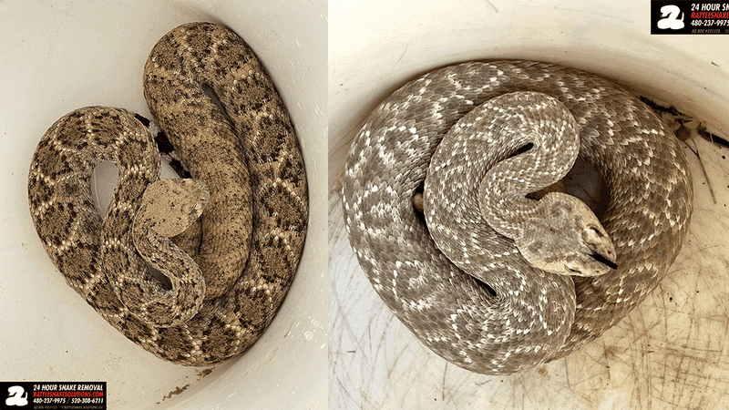 A Rattle With A Twist: Western Diamondback's Unusual Pattern In Scottsdale
