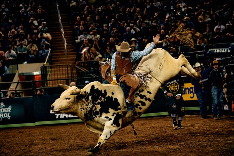 Bull Rampage At Texas Rodeo