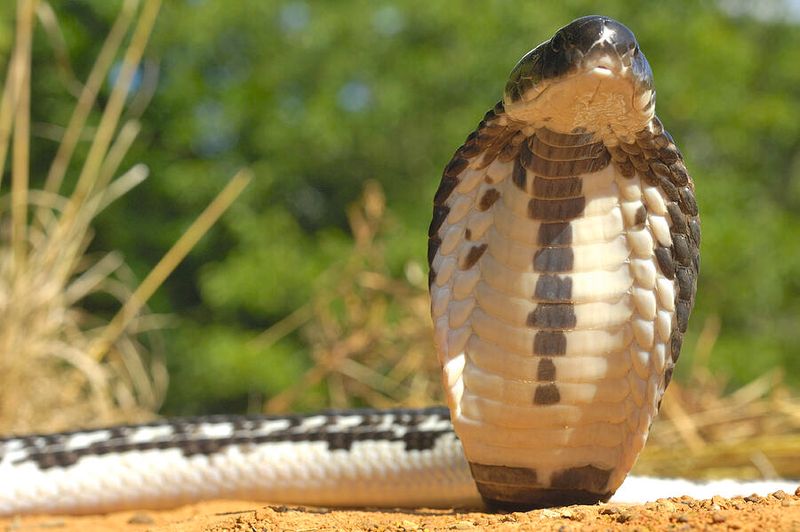 Cobra's Intimidating Hood Display