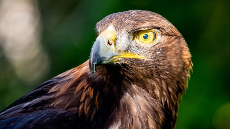 Majestic Golden Eagles – Desert Sky Rulers