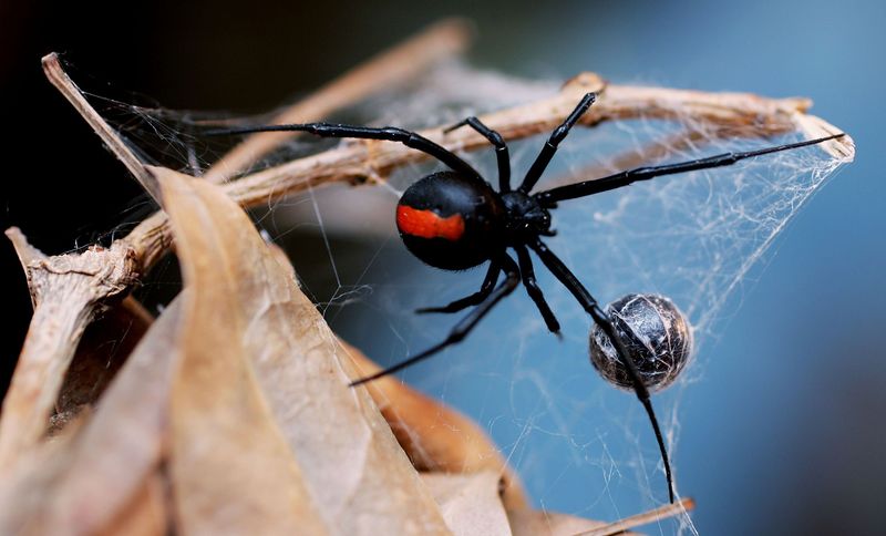 Black Widow Spiders: The Neurological Nightmare