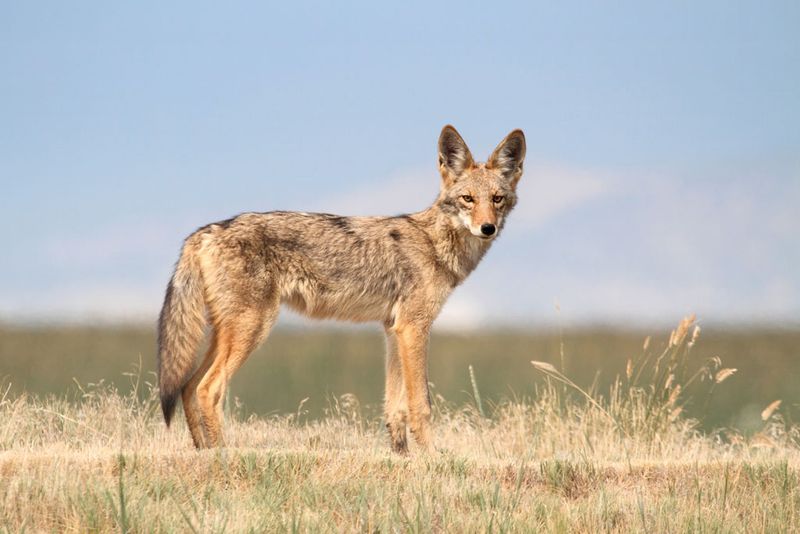 Shadow-Dwelling Coyotes