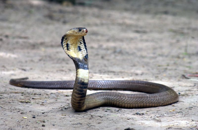 Cobras