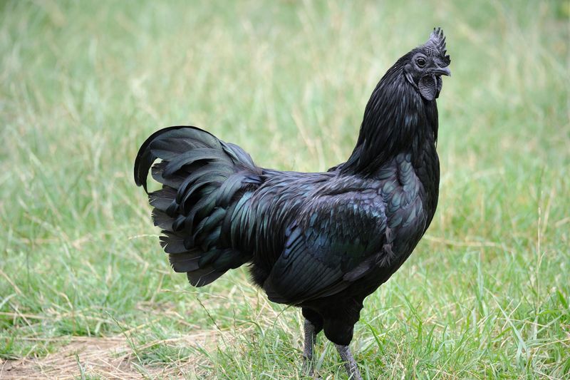 Exotic Indonesian Black