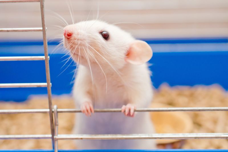 Playful Rats Giggle