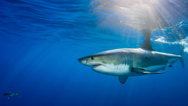 Sharks Swimming Straight Across Open Ocean